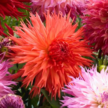 Dahlia cactus dentelle Mel's Orange Marmalade