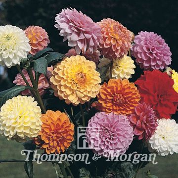 Dahliensamen Showpiece Mixed Hybrids (Samen)