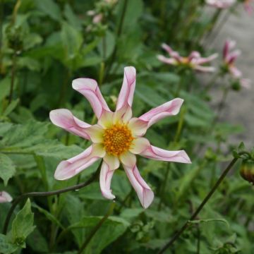 Dahlia honka Willie Willie