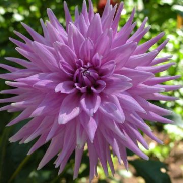 Dahlia semi-cactus Worton Blue Streak