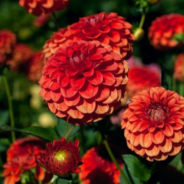 Dahlia balle Brown Sugar