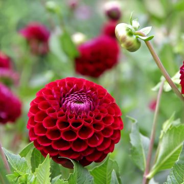 Dahlia balle Jowey Mirella