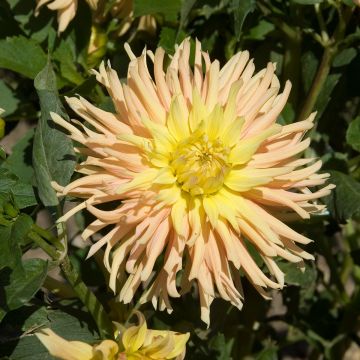 Dahlia cactus Apricot Star