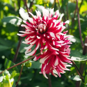 Dahlia cactus Friquolet