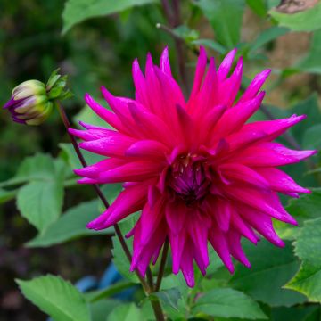 Dahlia cactus Orfeo