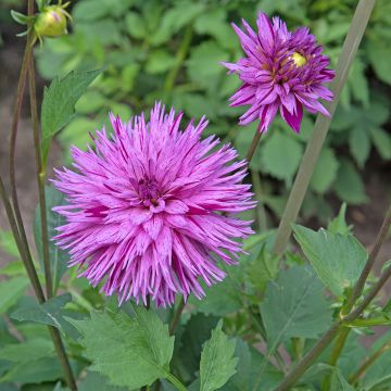 Dahlia cactus dentelle Striped Ambition