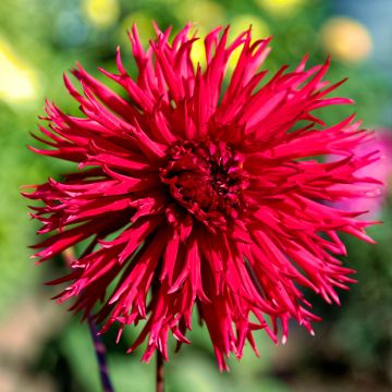 Dahlia cactus dentelle Urchin