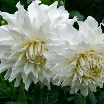 Dahlia cactus nain Aspen