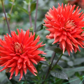 Dahlia cactus nain Park Idylle