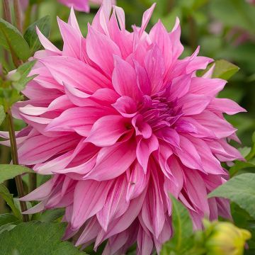 Riesenblütige Dahlie Café Au Lait rosé