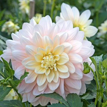 Dahlia camélia Silver Years