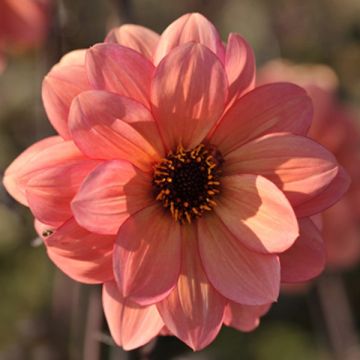 Dahlia paysage Classic Poeme