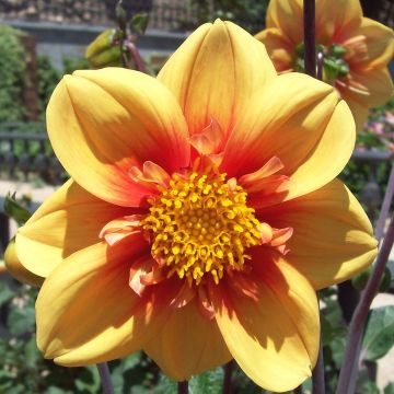 Dahlia collerette Esther