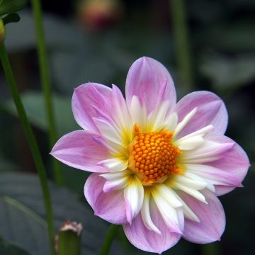 Dahlia collerette Impression Famoso