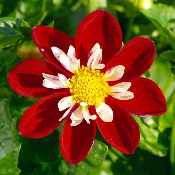 Dahlia collerette Mary Evelyn