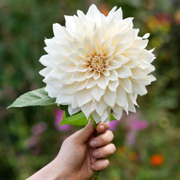 Riesenblütige Dahlie Café Au Lait Suprême