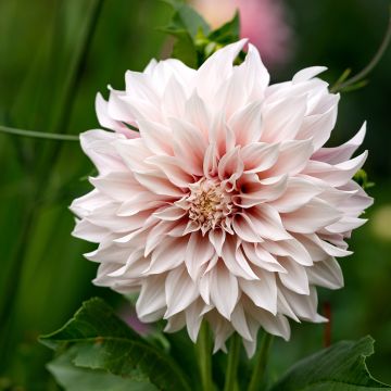 Riesenblütige Dahlie Café Au Lait