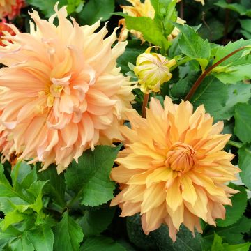 Dahlia géant Hamari Gold