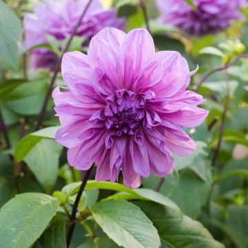 Riesenblütige Dahlie Lilac Time