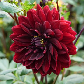 Dahlia géant Sam Hopkins