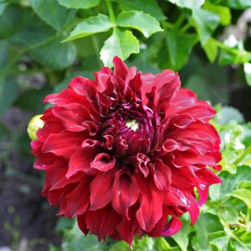 Dahlia géant Spartacus