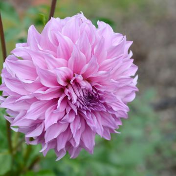 Dahlia géant Vassio Meggos