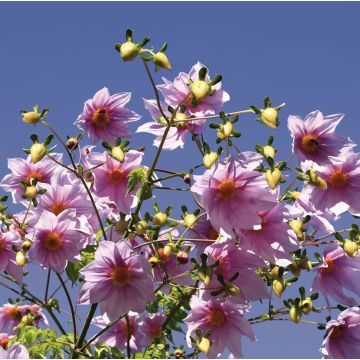 Dahlia imperialis - Dahlia impérial