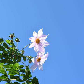 Dahlia imperialis White - Baumdahlie