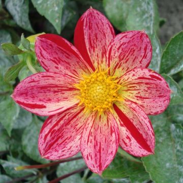 Dahlia paysage Lucky Face