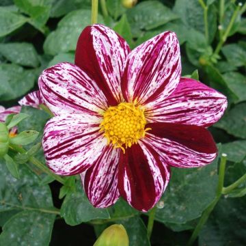 Dahlia paysage Lucky Love