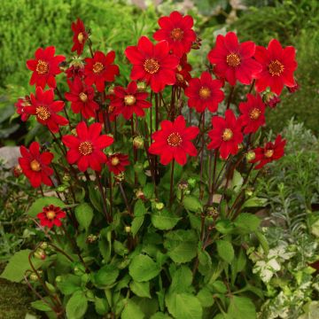 Dahlia nain Topmix Red