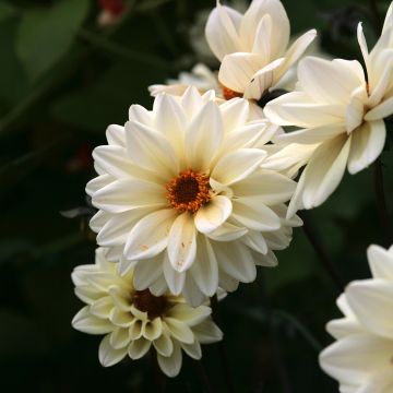 Dahlia paysage Classic Swanlake