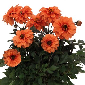 Zwerg-Dahlie Gardenetta Orange