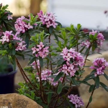 Seidelbast Pink Fragrance - Daphne transatlantica