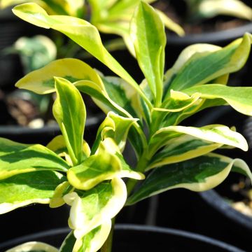 Daphne odora Maejima - Daphné parfumé panaché.