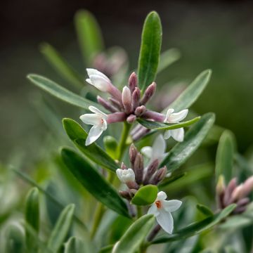 Seidelbast Eternal Fragrance - Daphne transatlantica