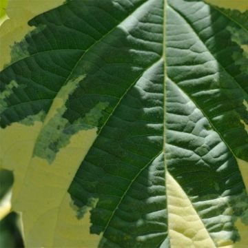 Davidia involucrata Lady Sunshine - Taschentuchbaum