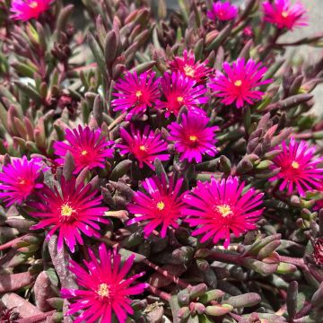 Delosperma Desert Dancers Purple