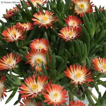 Delosperma Royal Ranger Red