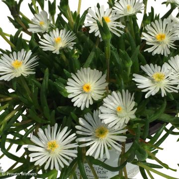 Delosperma gongestum (x) cooperi Royal Ranger White