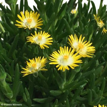 Delosperma Royal Ranger Yellow