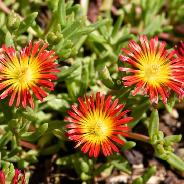 Delosperma Wheels of Wonder Fire