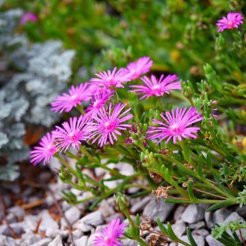 Delosperma cooperi