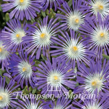 Delosperma floribundum Stardust (Samen)