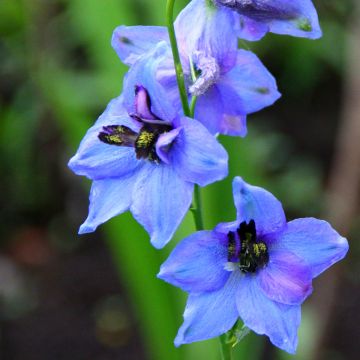 Pacific-Rittersporn Blauwal - Delphinium