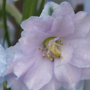 Delphinium Blue Lace - Pied d'Alouette vivace