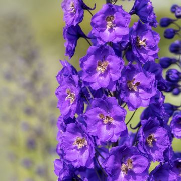 Pacific-Rittersporn Bruce - Delphinium