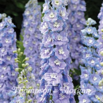 Delphinium Centurion Lilac Blue Bicolour F1 (Samen) - Garten-Rittersporn