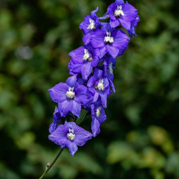 Pacific-Rittersporn Christel - Delphinium