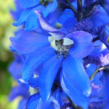 Pacific-Rittersporn Cristella - Delphinium